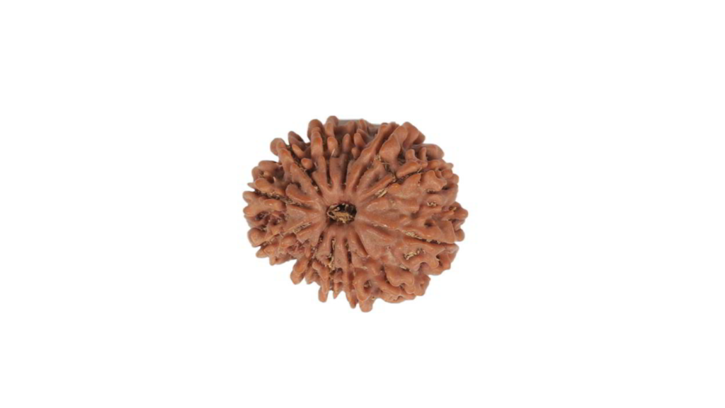 12 Mukhi Rudraksha