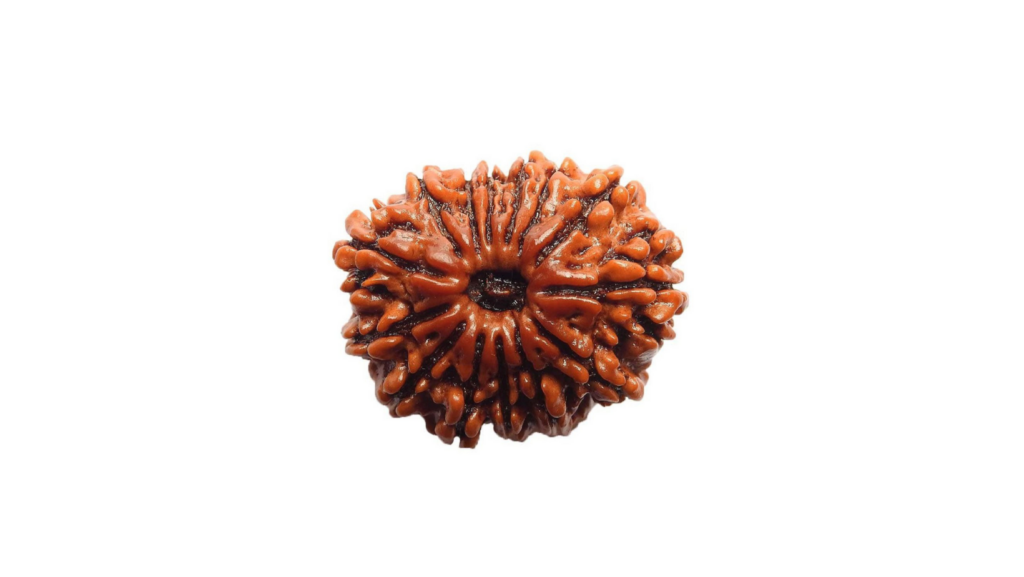 14 Mukhi Rudraksha - uses and benefits