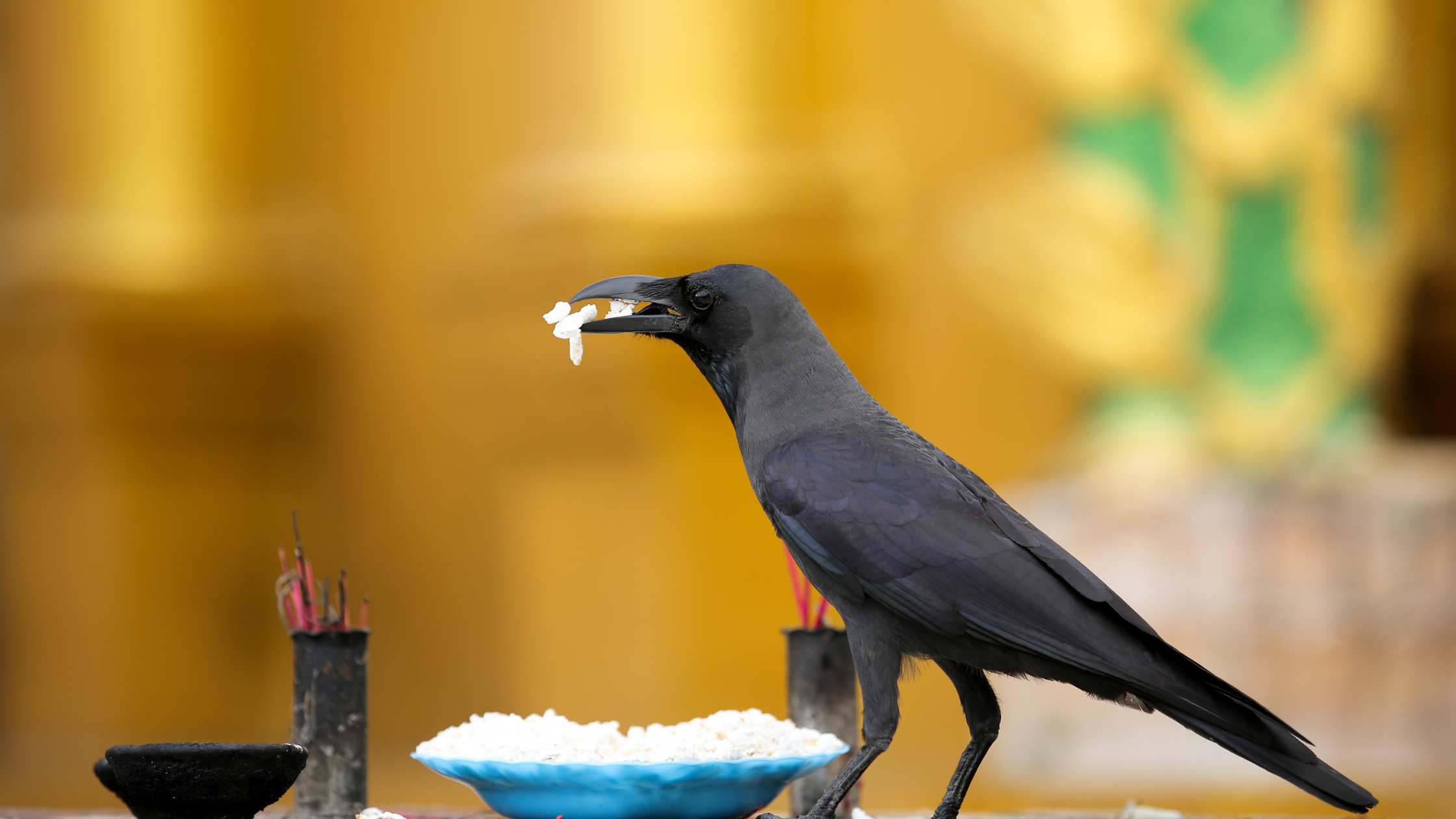 Why crows are considered sacred during pitru paksha