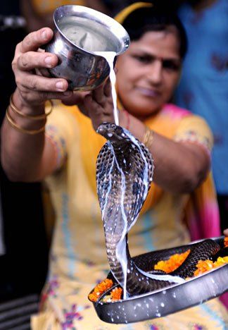 Milk (Dudh) to offer during Mahashivratri